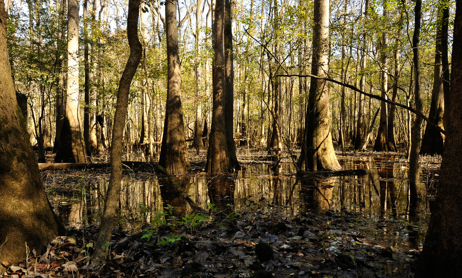 South Carolina [24 mm, 1/80 sec at f / 14, ISO 800]